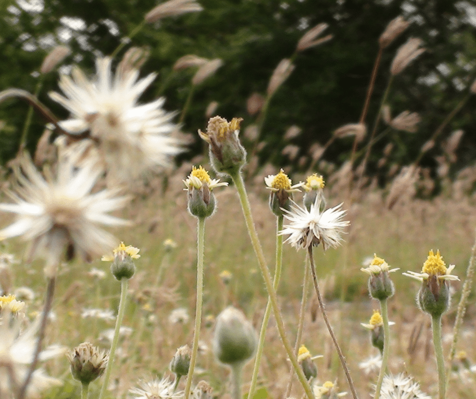 fleurs dans l'herbe